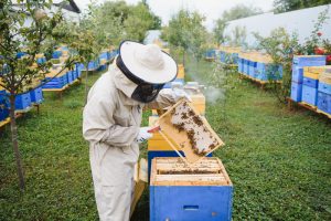 Câinii în apicultură: Protejarea albinelor